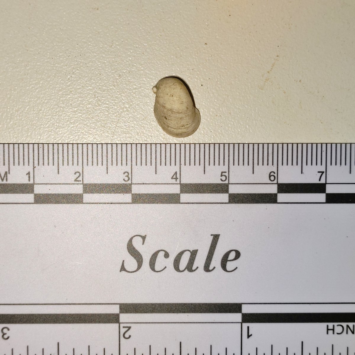 Radix sp.