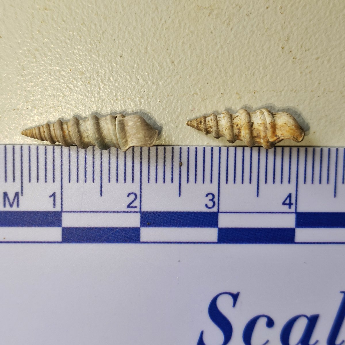 Paraprososthenia yunjian