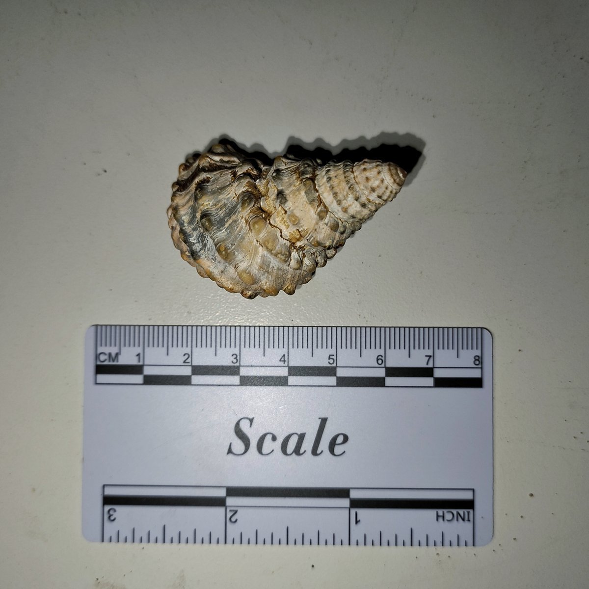 Tchangmargarya yangtsunghaiensis