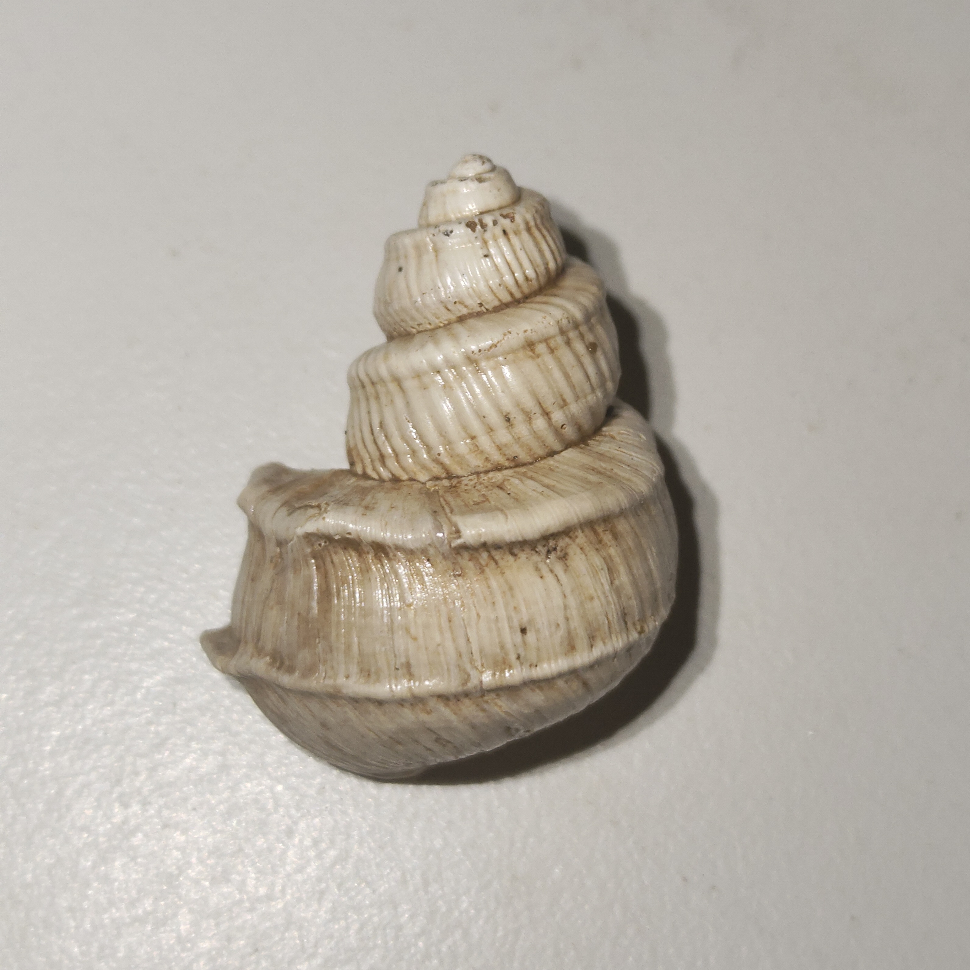 Tchangmargarya buhou