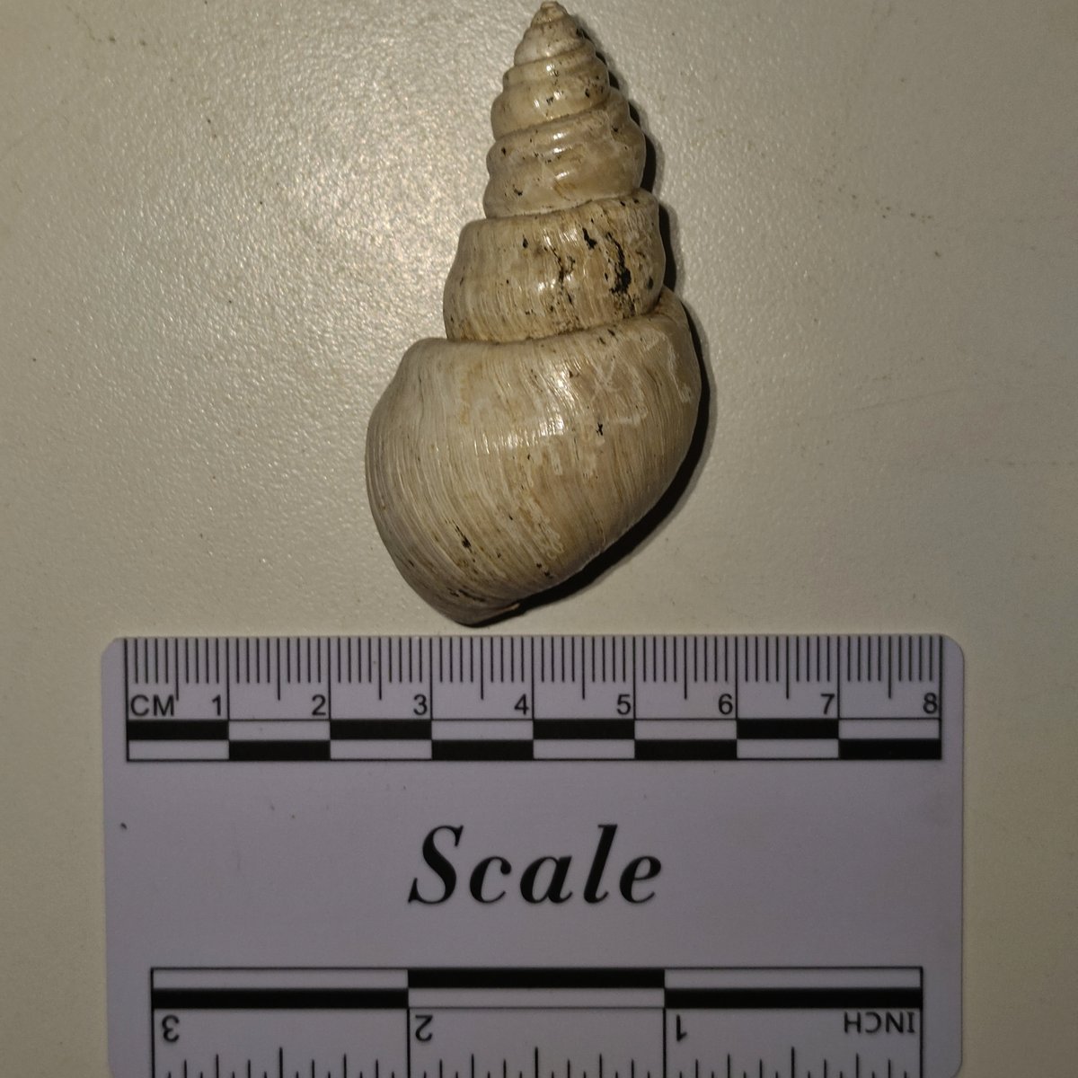 Tchangmargarya tulotomoides