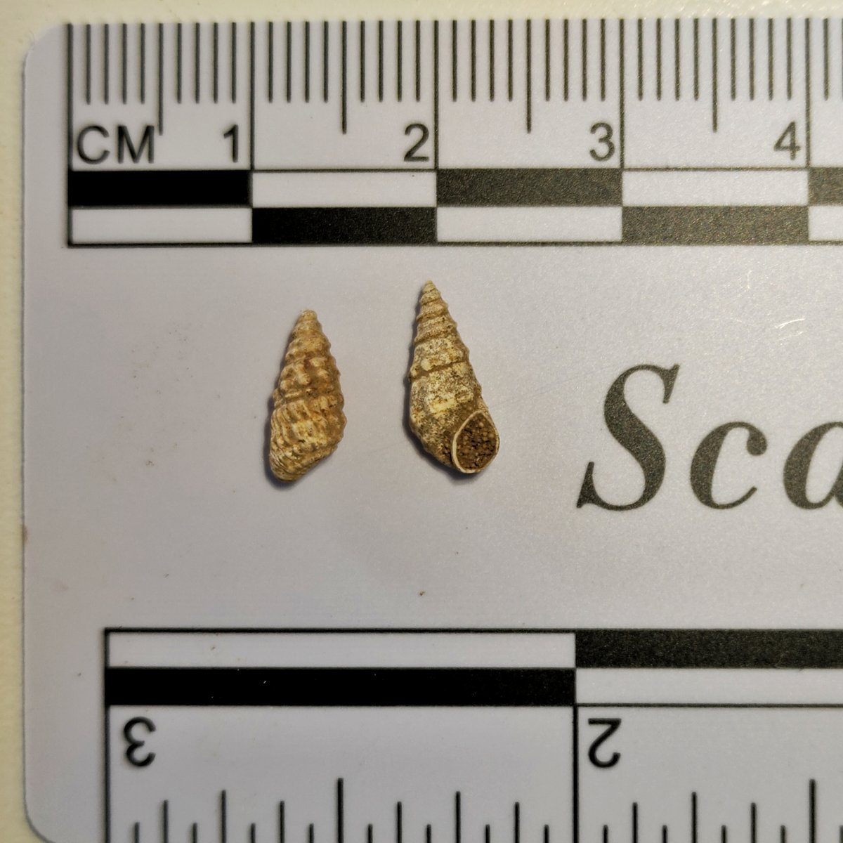 Paraprososthenia sp