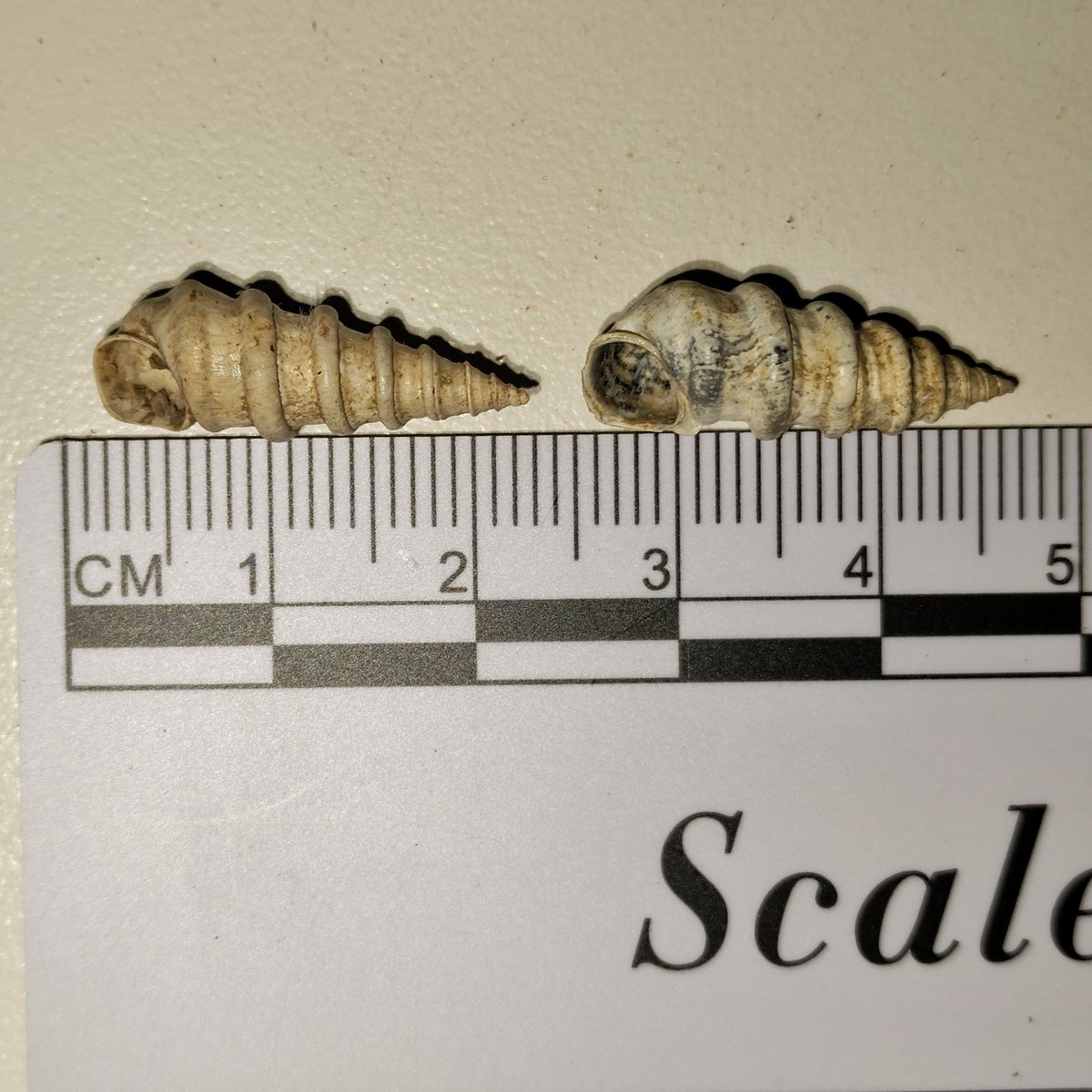 Paraprososthenia yunjian