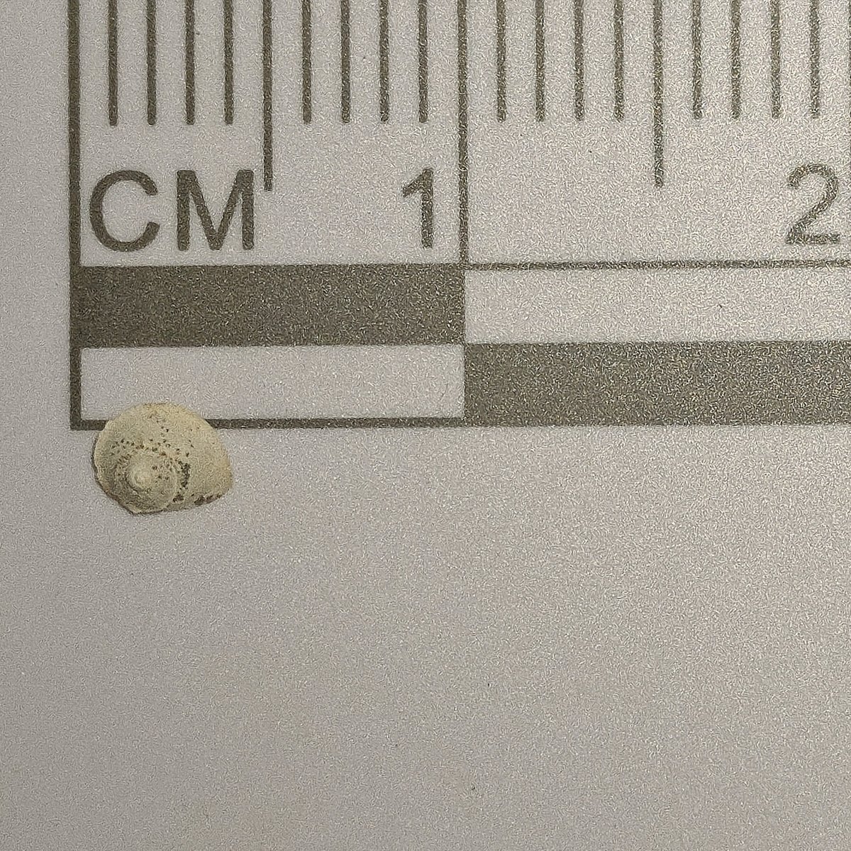Lacunopsis sp
