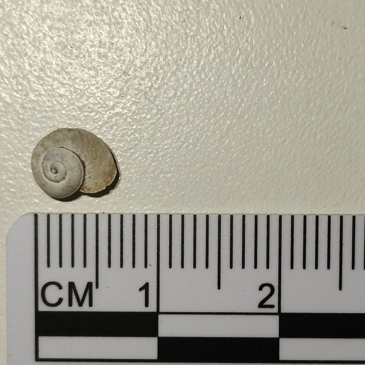 Gyraulus luguhuensis
