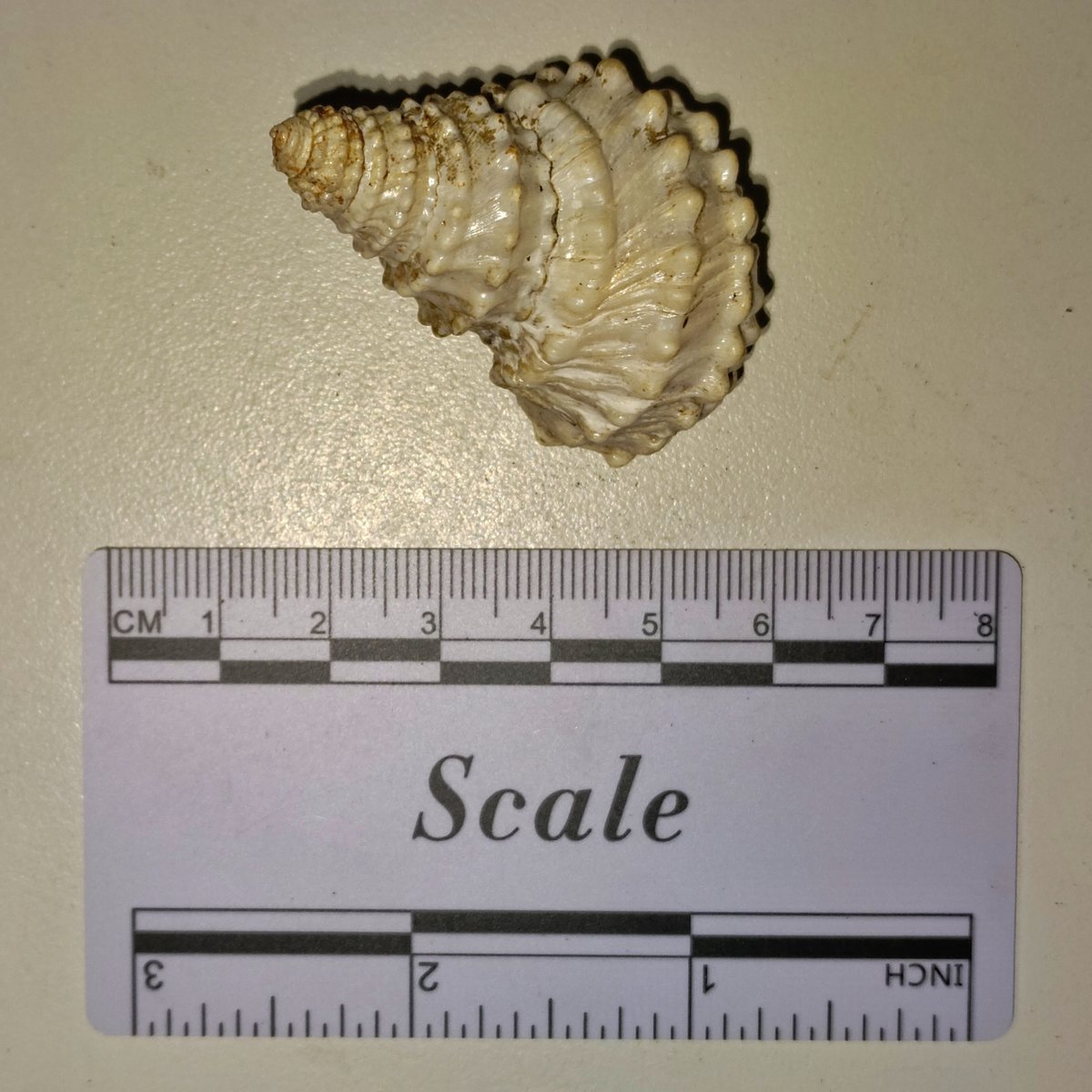 Tchangmargarya yangtsunghaiensis