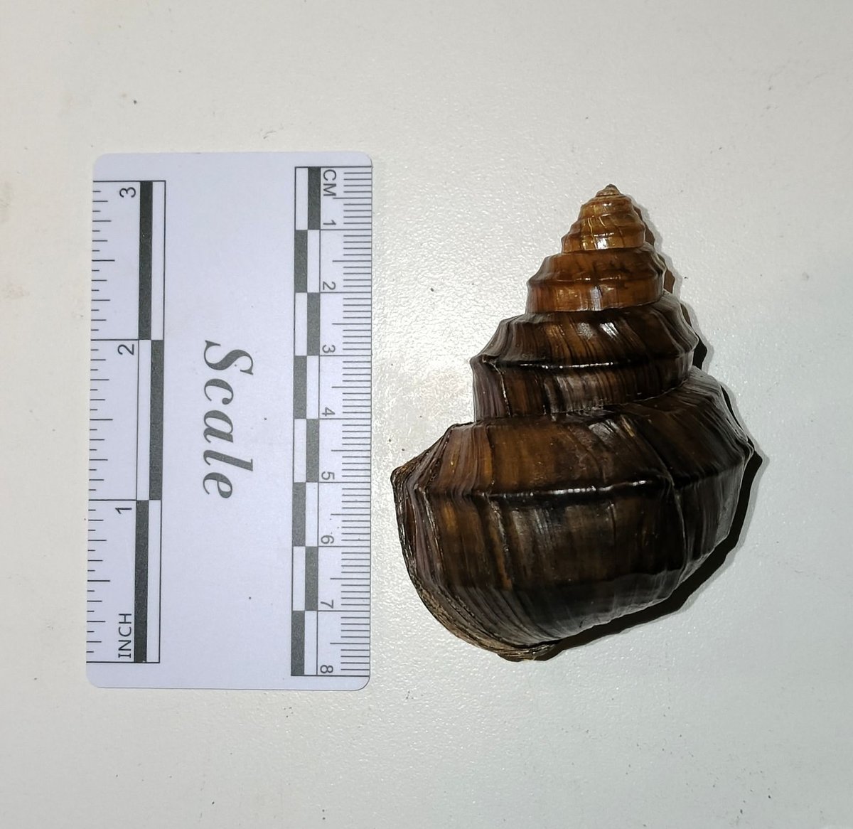 Margarya dianchiensis